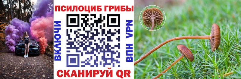 где продают   Калининск  Псилоцибиновые грибы мицелий 